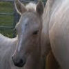 marsha_brewster